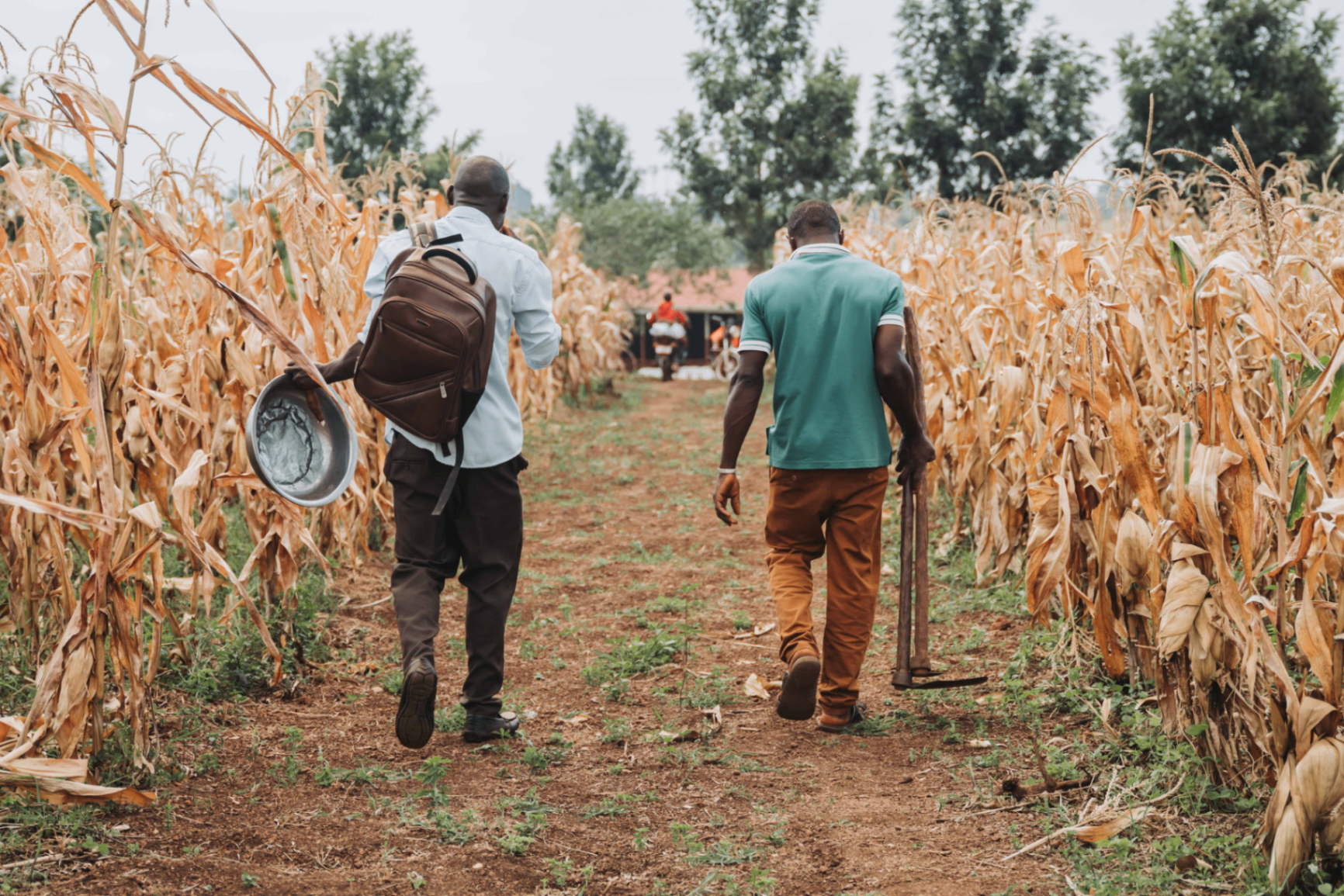 Mission World of Hope team walking through a Ugandan cornfield